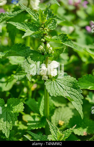 Nahaufnahme auf White deadnettle, Lamium Album, in der Sonne Stockfoto