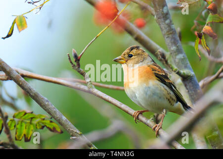 Nahaufnahme eines weiblichen Bergfink Vogel, Fringilla montifringilla, im Winter Gefieder Fütterung orange Beeren von Sorbus aucuparia, auch als Rowan und moun Stockfoto