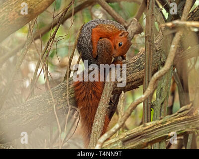 Red Bush Eichhörnchen oder Red-bellied Küste Eichhörnchen (Paraxerus palliatus) Reinigung ihr Fell in den Bäumen des Arabuko-sokoke-Wald an der Küste Kenia, Afrika Stockfoto