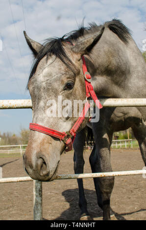 Graues Pferd Kopf. Close Up. Von der Seite. Stockfoto