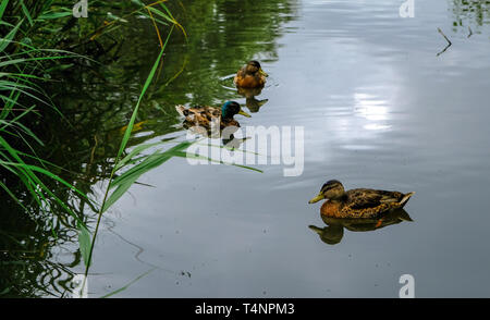 Enten schwimmen in einem Teich in einem Park in Amsterdam Stockfoto