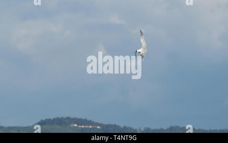 Gull-billed Tern in den Himmel Stockfoto