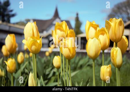 Schöne gelbe Tulpen blühen in der Frühlingssonne Stockfoto