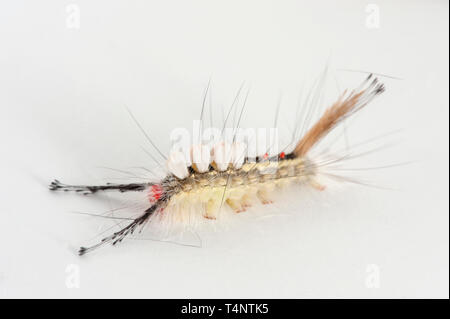 Detaillierte studio Foto von Weiß-markierten Tussock Motte Caterpillar Stockfoto