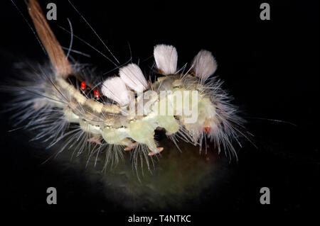 Detaillierte studio Foto von Weiß-markierten Tussock Motte Caterpillar Stockfoto