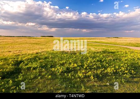 Prairie Grünland Landschaft und Gelb Frühling Wildblumen blühen auf Nose Hill Park in Calgary, Alberta Stockfoto