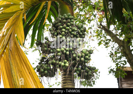 Arecanuß am Baum Stockfoto