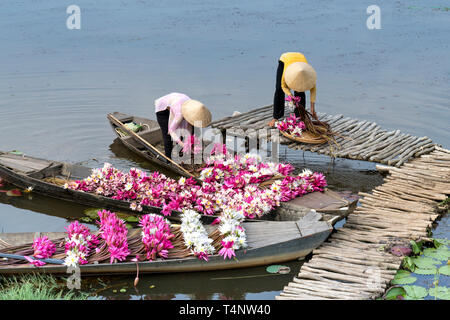 Moc Hoa Bezirk, lange eine Provinz, Vietnam - 22. November 2015: Menschen Bootfahren auf Seen Ernte Seerosen, die Menschen in der Region das Wasser li Stockfoto