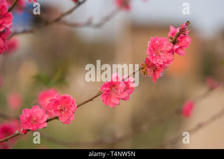 Pfirsich Blüte am Baum. Peach Flower ist Symbol der vietnamesischen Neujahrsfest - Tet Urlaub im Norden von Vietnam Stockfoto