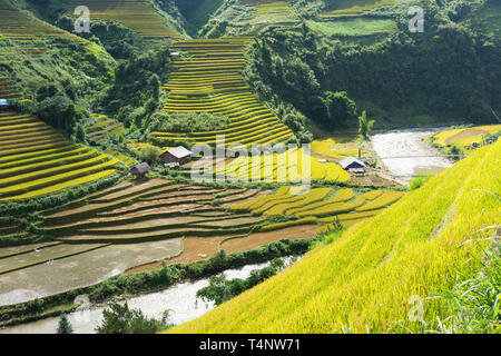 Asiatische Reis Feld in der Erntesaison in Me Cang Chai, Yen Bai, Vietnam. Terrassierten Reisfelder sind weit verbreitet in Reis, Weizen und Gerste Landwirtschaft in ea Stockfoto