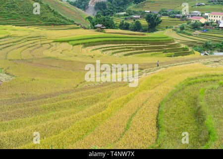 Asiatische Reis Feld in der Erntesaison in Me Cang Chai, Yen Bai, Vietnam. Terrassierten Reisfelder sind weit verbreitet in Reis, Weizen und Gerste Landwirtschaft in ea Stockfoto