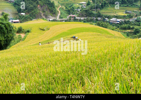Asiatische Reis Feld in der Erntesaison in Me Cang Chai, Yen Bai, Vietnam. Terrassierten Reisfelder sind weit verbreitet in Reis, Weizen und Gerste Landwirtschaft in ea Stockfoto