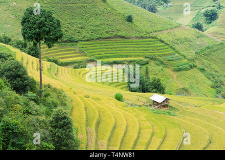 Asiatische Reis Feld in der Erntesaison in Me Cang Chai, Yen Bai, Vietnam. Terrassierten Reisfelder sind weit verbreitet in Reis, Weizen und Gerste Landwirtschaft in ea Stockfoto
