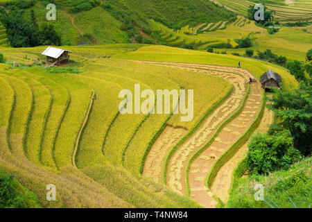 Asiatische Reis Feld in der Erntesaison in Me Cang Chai, Yen Bai, Vietnam. Terrassierten Reisfelder sind weit verbreitet in Reis, Weizen und Gerste Landwirtschaft in ea Stockfoto