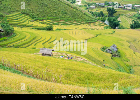 Asiatische Reis Feld in der Erntesaison in Me Cang Chai, Yen Bai, Vietnam. Terrassierten Reisfelder sind weit verbreitet in Reis, Weizen und Gerste Landwirtschaft in ea Stockfoto
