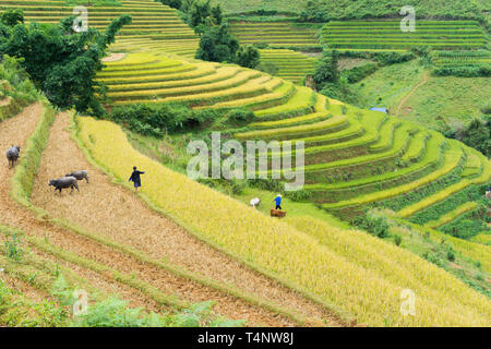 Asiatische Reis Feld in der Erntesaison in Me Cang Chai, Yen Bai, Vietnam. Terrassierten Reisfelder sind weit verbreitet in Reis, Weizen und Gerste Landwirtschaft in ea Stockfoto