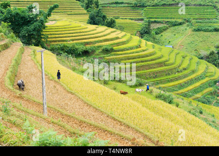 Asiatische Reis Feld in der Erntesaison in Me Cang Chai, Yen Bai, Vietnam. Terrassierten Reisfelder sind weit verbreitet in Reis, Weizen und Gerste Landwirtschaft in ea Stockfoto