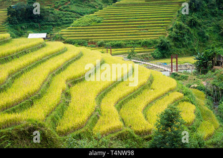 Asiatische Reis Feld in der Erntesaison in Me Cang Chai, Yen Bai, Vietnam. Terrassierten Reisfelder sind weit verbreitet in Reis, Weizen und Gerste Landwirtschaft in ea Stockfoto