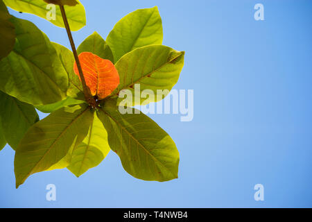 Rot und Grün Malabar Mandel Blatt gegen den blauen Himmel Stockfoto