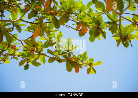 Rot und Grün Malabar Mandel Blatt gegen den blauen Himmel Stockfoto