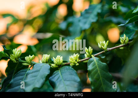 Excelsa Kaffee Blüten am Baum im Hof Stockfoto