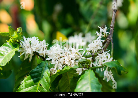 Excelsa Kaffee Blüten am Baum im Hof Stockfoto