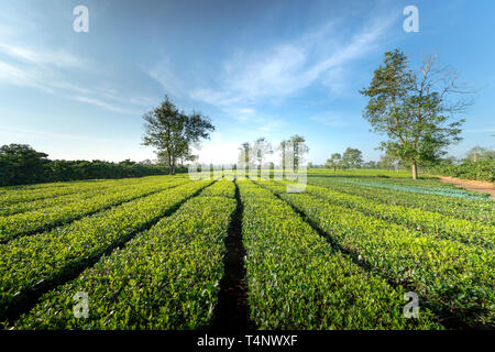 Der Teegarten in den frühen Morgen bei Bien Ho Kaffee Bauernhof in Pleiku Stadt, Provinz Gia Lai, Vietnam. Stockfoto