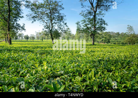 Der Teegarten in den frühen Morgen bei Bien Ho Kaffee Bauernhof in Pleiku Stadt, Provinz Gia Lai, Vietnam. Stockfoto