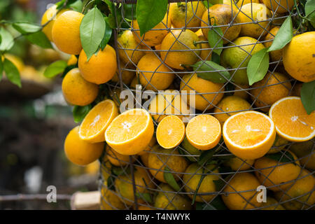 Tropische Orangen hängen und im Warenkorb. Konzentrieren Sie sich auf die Hälfte reduziert Orange Stockfoto