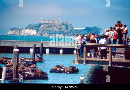 California Golden State, Pazifikküste, San Francisco, Pier 39,400+ Seelöwen, Alcatraz Island, CA208 Stockfoto