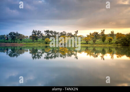 Saison Senna californica Blumen oder Cassia excelsa, Cassia fastigiata blühte in Bau kann Tee Plantage in der Provinz Gia Lai, Vietnam. Stockfoto