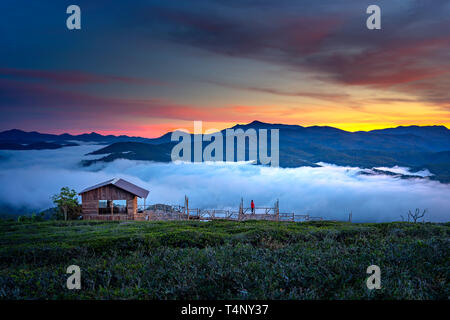 Schöne Dämmerung an der Cau Dat Tee Plantage in der Stadt Dalat, Vietnam Stockfoto