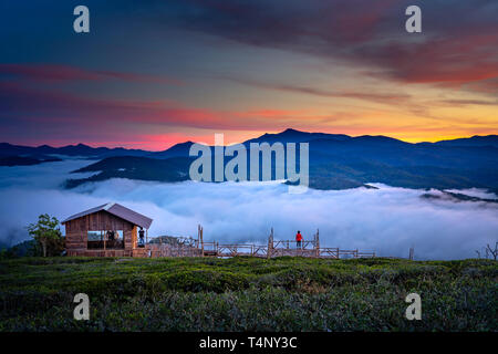 Schöne Dämmerung an der Cau Dat Tee Plantage in der Stadt Dalat, Vietnam Stockfoto