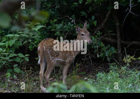 Spotted Deer, Achse Hirsche, Chital. Cervus Achse oder Achse Achse. Sri Lanka Stockfoto