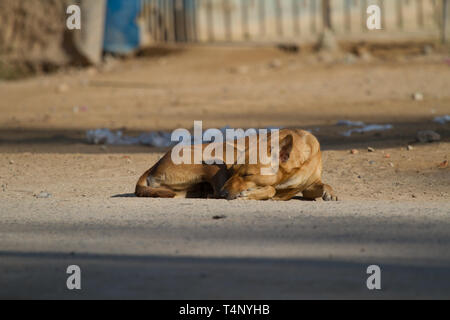 Schlafende Hund in der Straße. Sri Lanka. Stockfoto