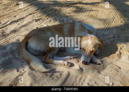 Schlafende Hund in der Straße. Sri Lanka. Stockfoto