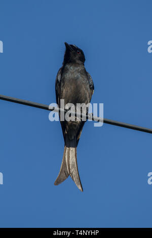 Schwarz Drongo, Dicrurus macrocercus. Einzelne Erwachsene thront auf Draht. Sri Lanka Stockfoto