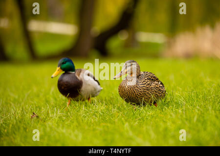 Portrait von wilden Paar Enten oder Stockente oder Anas platyrhynchos im Stadtpark im Gras in Prag Stockfoto