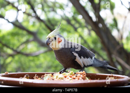 Nymphensittich essen Getreide aus einer Schale Stockfoto