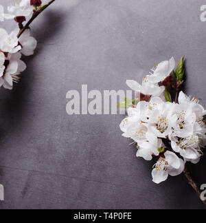 Frühling Blumen Zweige mit blühenden Aprikosen auf grauem Hintergrund. Flach Konzept. Stockfoto