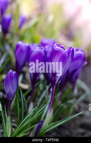 Schönen ersten Frühlingsblumen Krokusse blühen unter hellem Sonnenlicht. Stockfoto