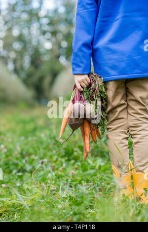 Cute girl Holding Karotten und Rüben in Händen, nur um in den Garten zu sammeln. Frisch frisches Gemüse geerntet. Stockfoto