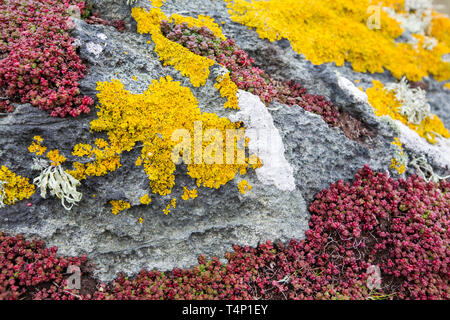 Flechten auf Felsen an der Küste in St. Ives, Cornwall, UK. Stockfoto