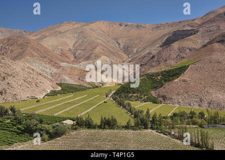 Pisco Trauben wachsen in der schönen Elqui Valley, Pisco Elqui, Chile Stockfoto