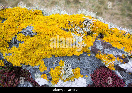 Flechten auf Felsen an der Küste in St. Ives, Cornwall, UK. Stockfoto