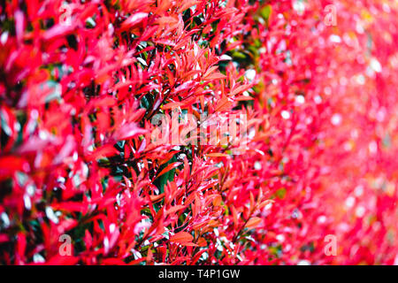 Red Bush am Fushimi Inari-Taisha Schrein in Kyoto, Japan Stockfoto