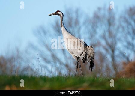 Kranich (Grus Grus), erwachsenen Tier auf einer Wiese im Frühling, Biosphärenreservat Schaalsee, Mecklenburg-Vorpommern, Deutschland Stockfoto