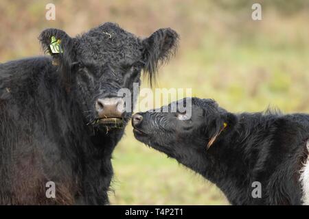 Galloway Rinder (Bos taurus), Kuh und Kalb, Suffolk, England, Vereinigtes Königreich Stockfoto