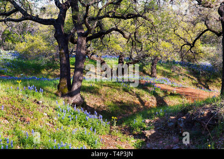 Texas Hill Country in bunten Frühling blühen Stockfoto