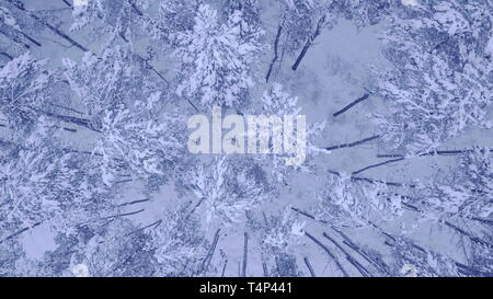 Kamera Flug über der Oberseite des Schneebedeckten junge pinien im schönen Winter Wald mit keine Menschen Antenne Video in 4K auf UHD Kamera Stockfoto
